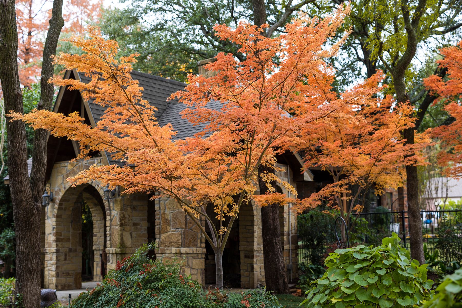 Covington Residence: A Japanese Maple Showing Glorious Fall Color